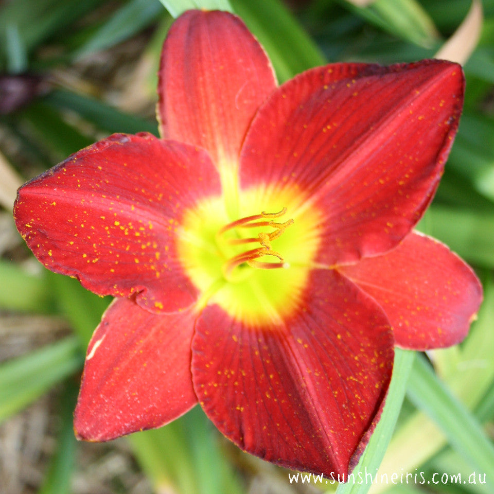 SCARLET ORBIT | Daylily Flowers | Daylily Bulbs – Sunshine Iris Nursery