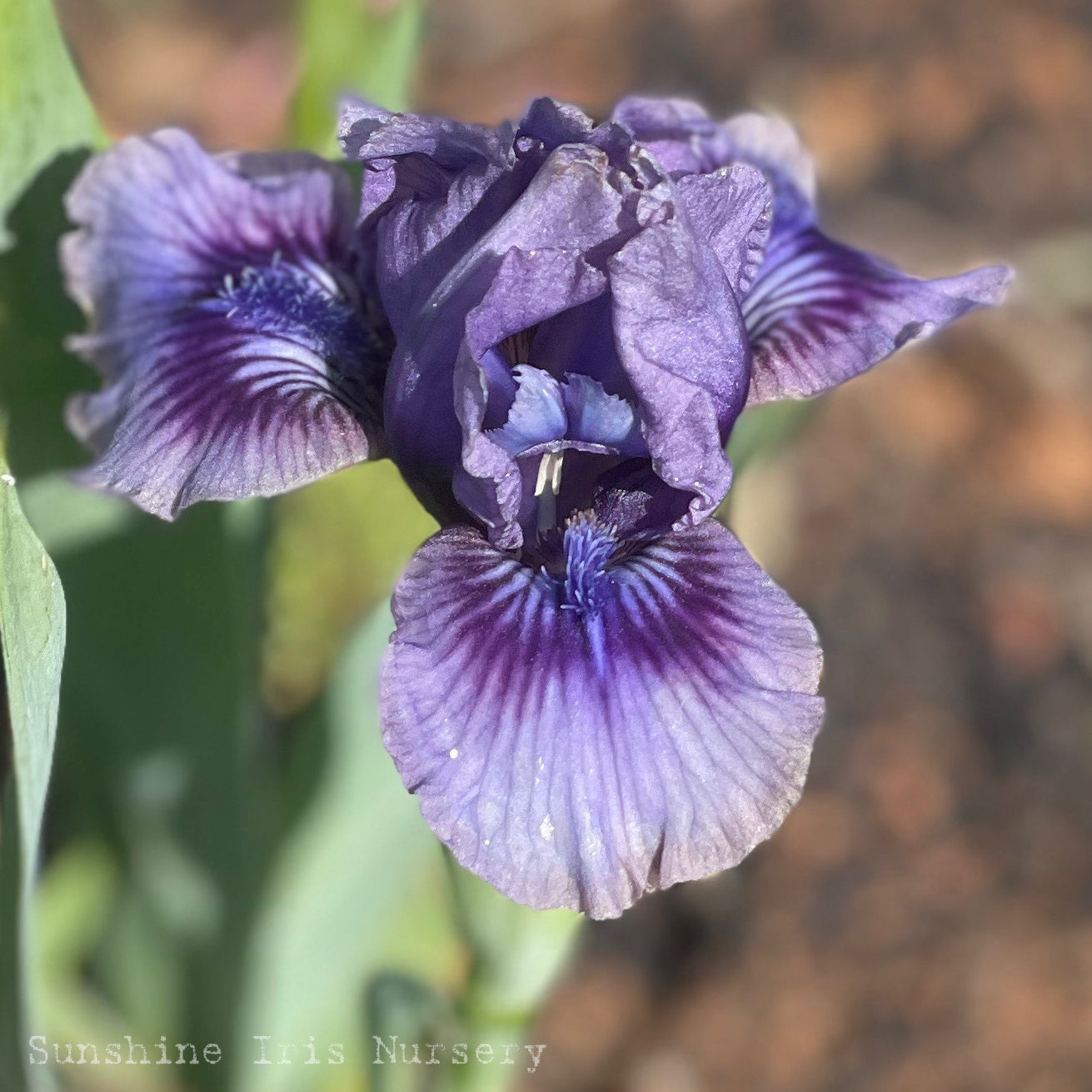 STORM SONG Iris Flowers Iris Bulbs Sunshine Iris Nursery