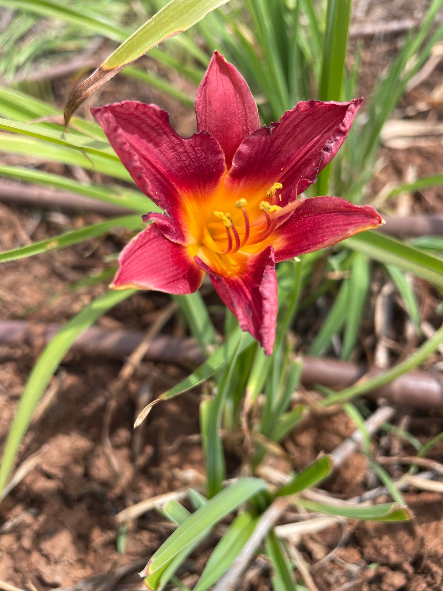 Charcoal - Large daylily