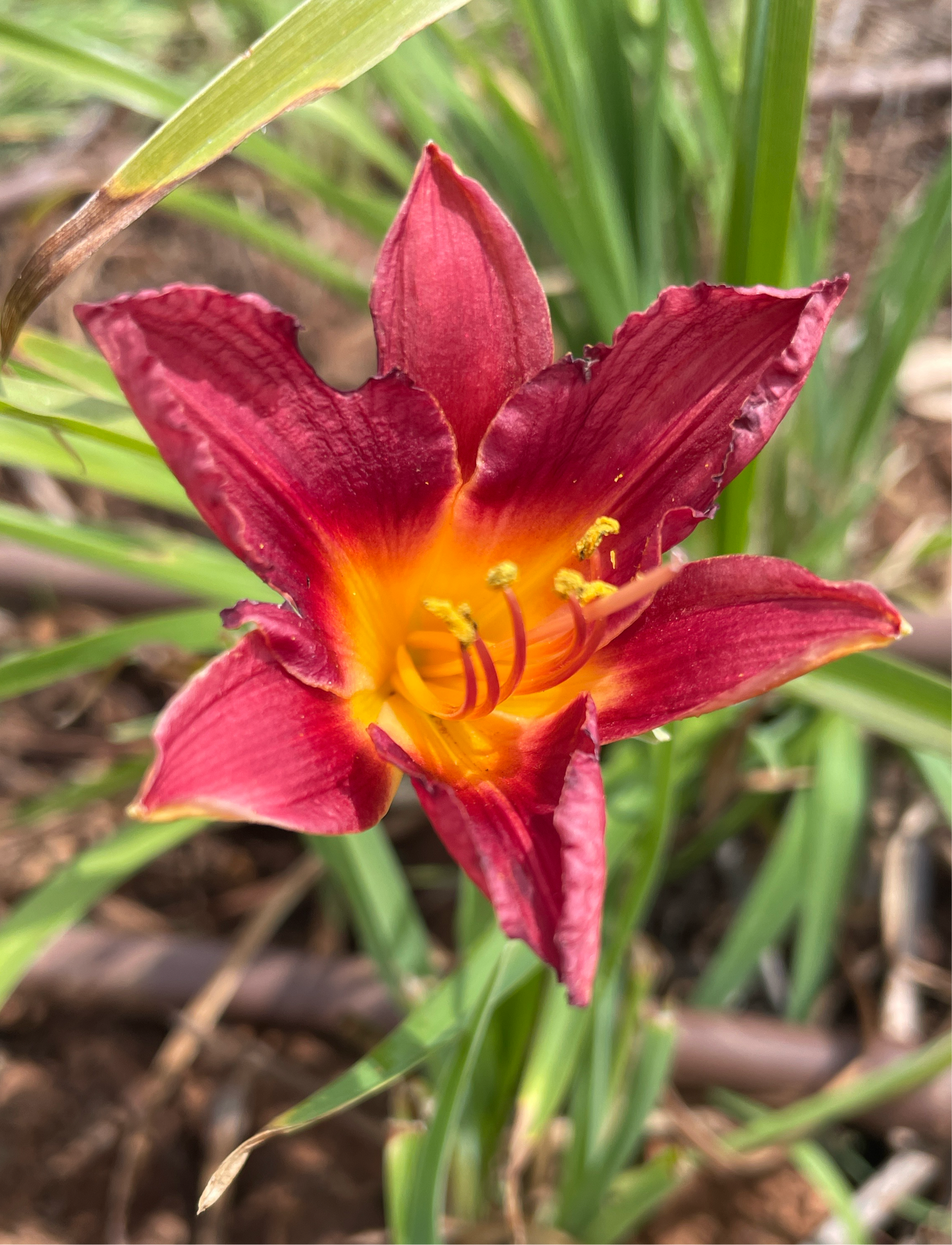 Charcoal - Large daylily