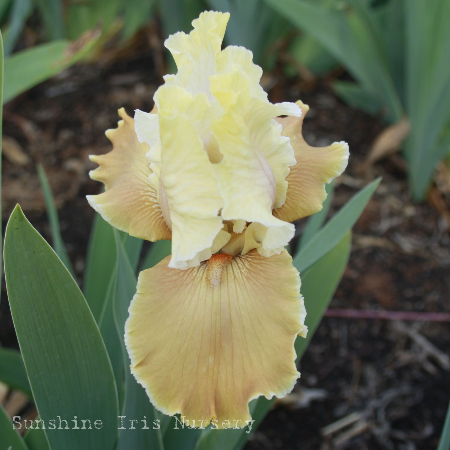 English Charm - Tall Bearded Iris