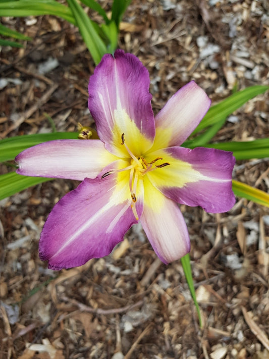 John Karl Seager - Large Daylily