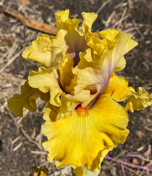 Gathering Gold - Tall Bearded Iris