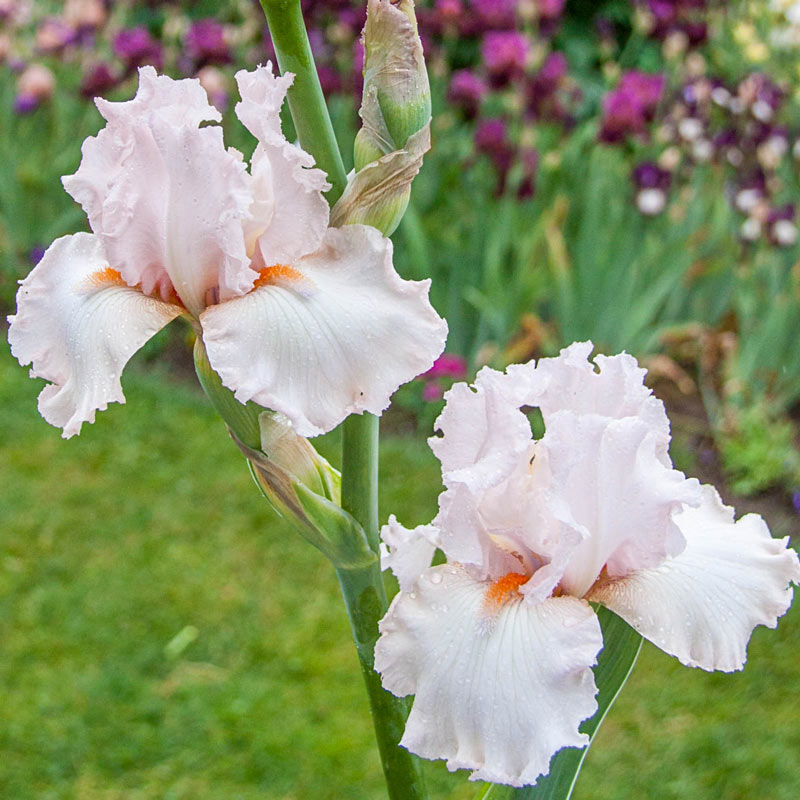 Cherished - Tall Bearded Iris