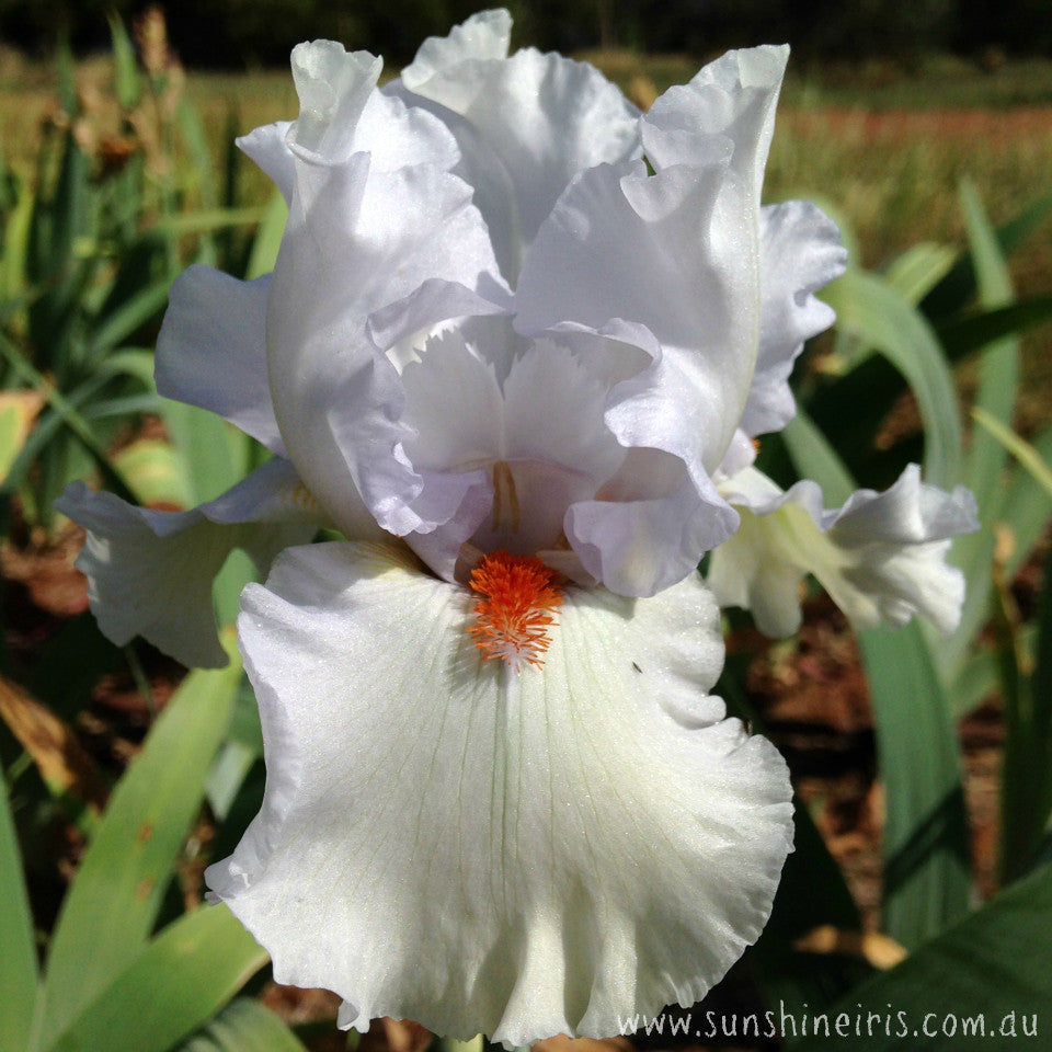 Arctic Fox - Tall Bearded Iris