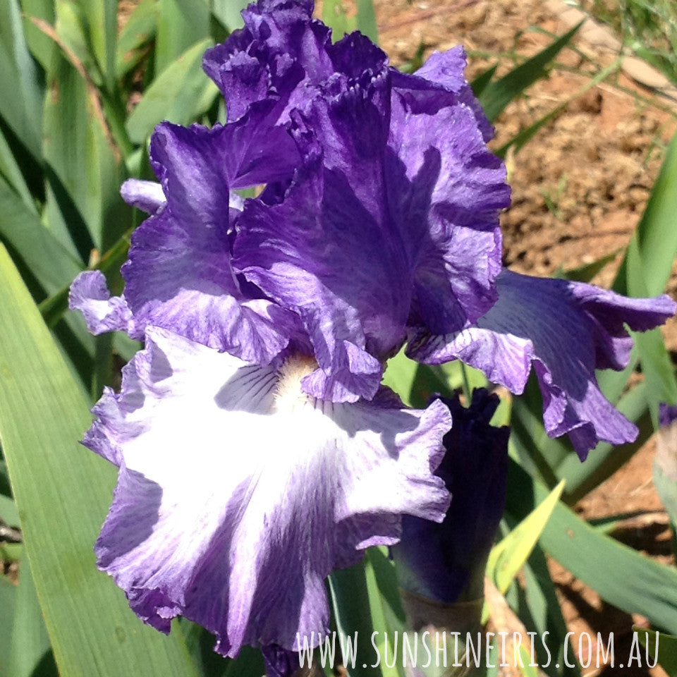 Better Loosen Up - Tall Bearded Iris