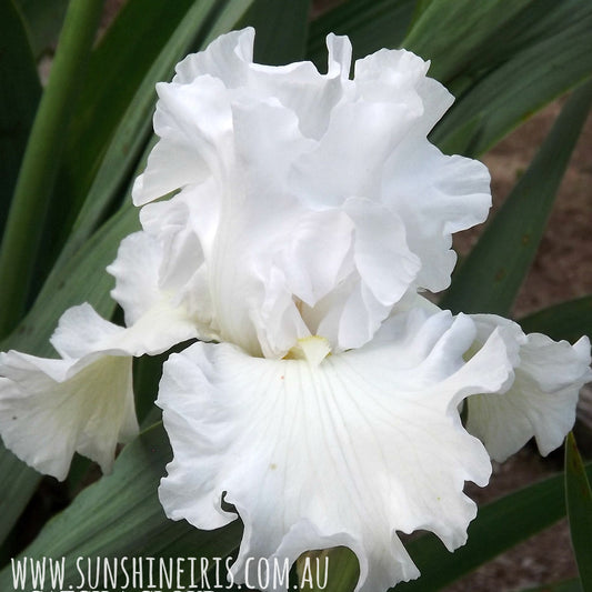 Catch A Cloud - Tall Bearded Iris