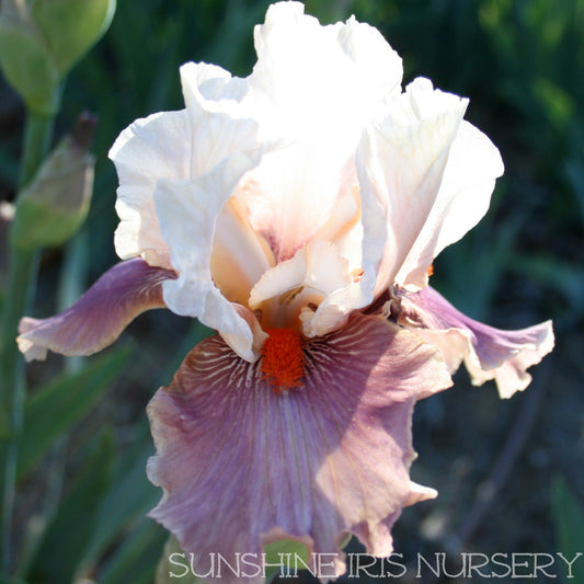 Chinese Treasure - Tall Bearded Iris