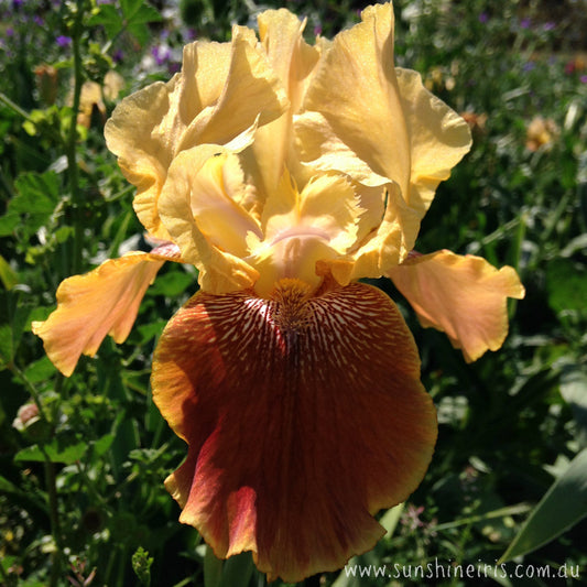 Coffee Capri - Tall Bearded Iris