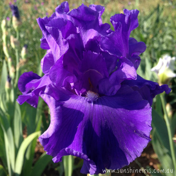 DAHDAH | Iris Flowers | Iris Bulbs – Sunshine Iris Nursery