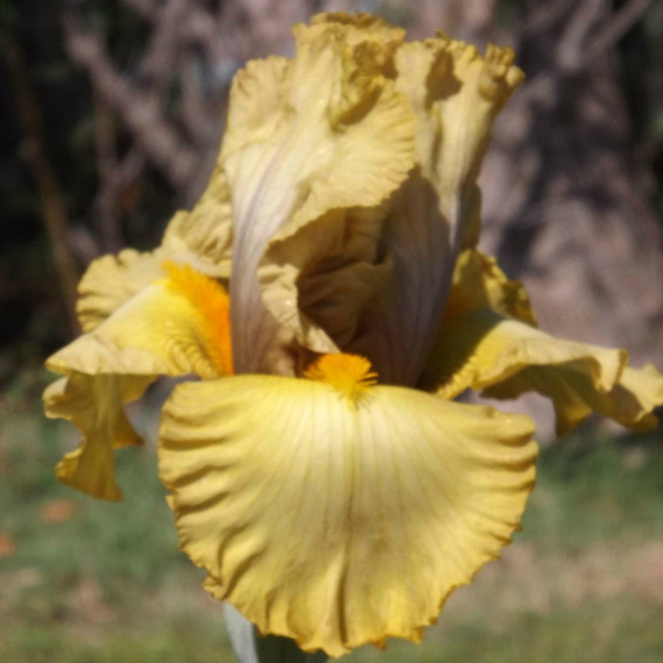 Devils Own - Tall Bearded Iris