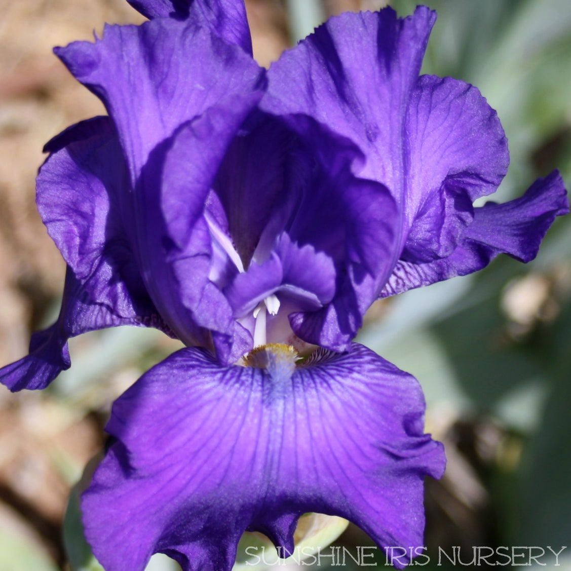 DISTRACTION | Iris Flowers | Iris Bulbs – Sunshine Iris Nursery