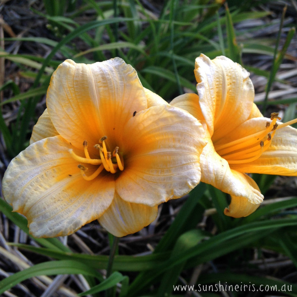 Elfin Imp - Miniature Daylily