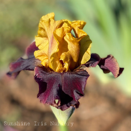 Gambler - Tall Bearded Iris