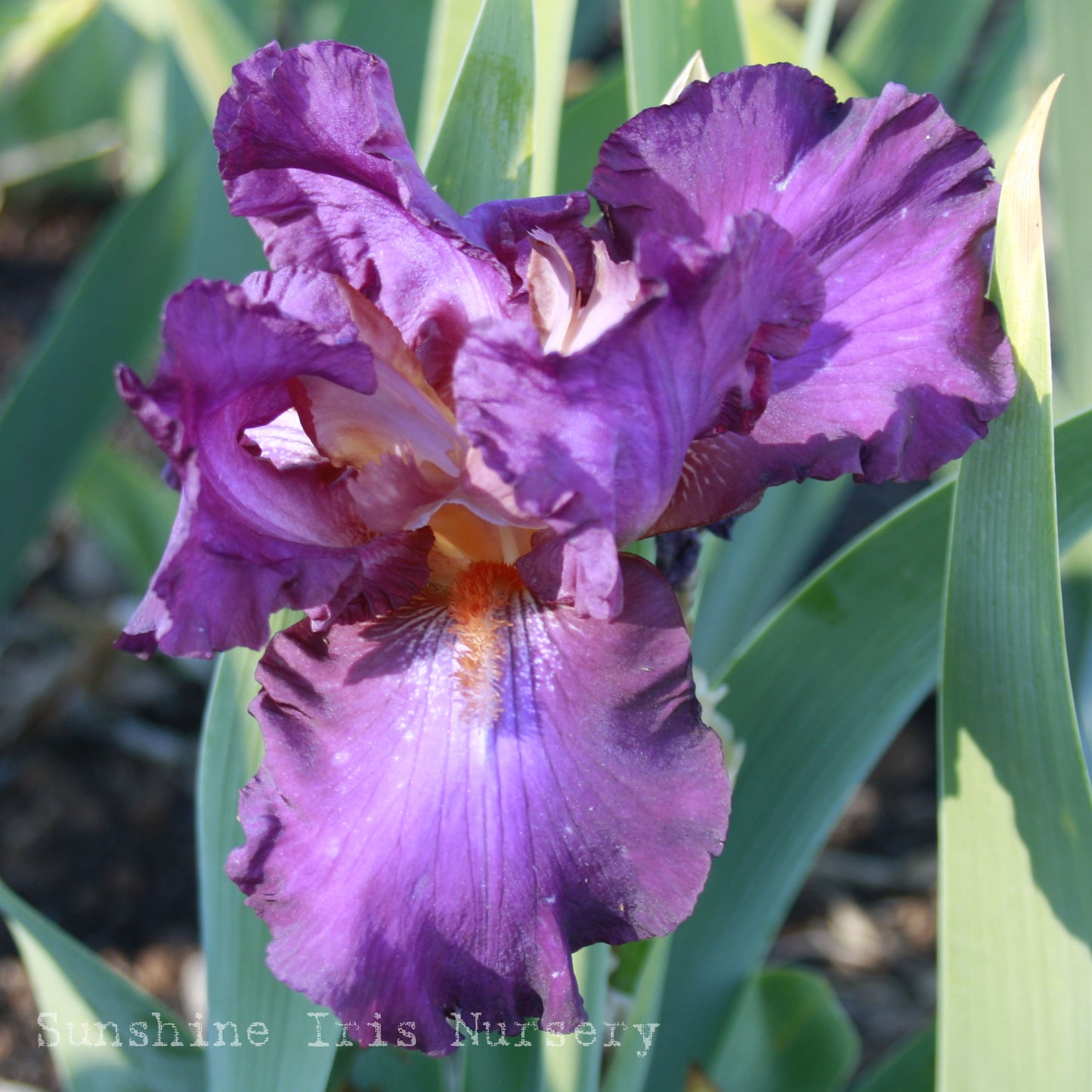 Gauguin - Tall Bearded Iris