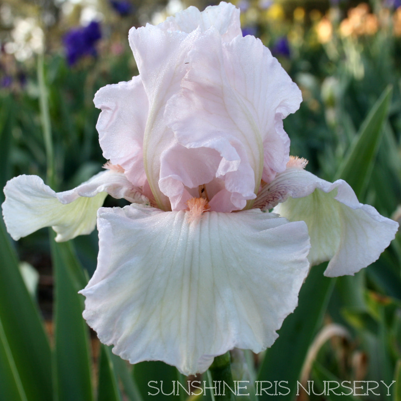 GIRLS FAVOURITE | Iris Flowers | Iris Bulbs – Sunshine Iris Nursery