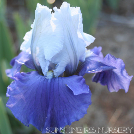 Glistening Icicle - Tall Bearded Iris