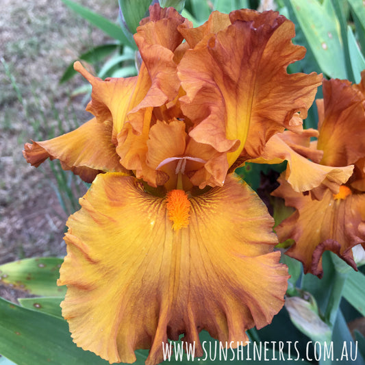 Golden Panther - Tall Bearded Iris