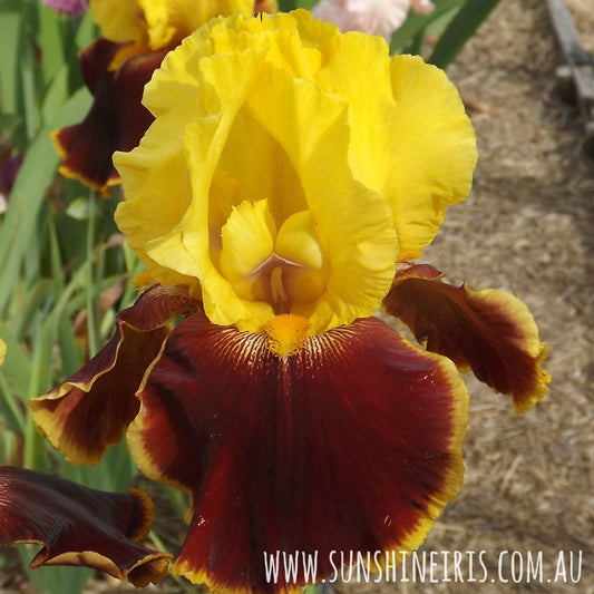 Halo Everybody - Tall Bearded Iris