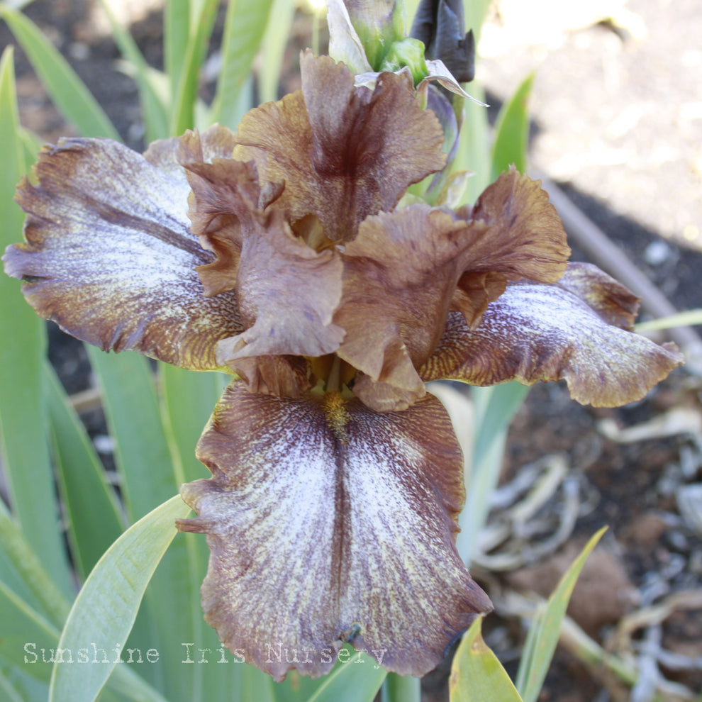 Huckleberry Fudge Iris Flowers Iris Bulbs Sunshine Iris Nursery