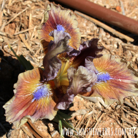 Jiansada - Dwarf Bearded Iris