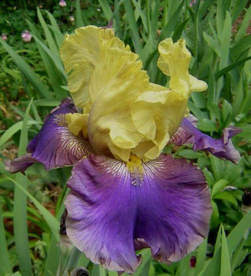 Jurassic Park - Tall Bearded Iris