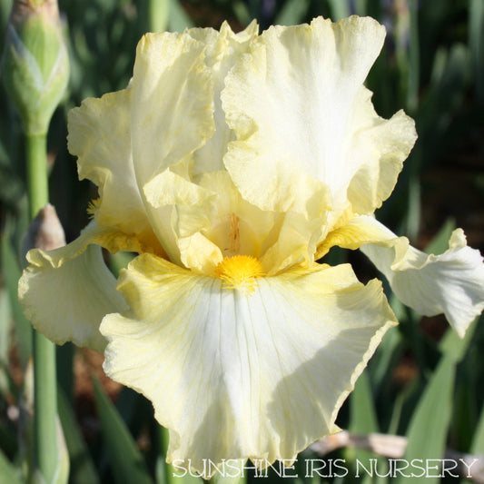 Koala - Tall Bearded Iris