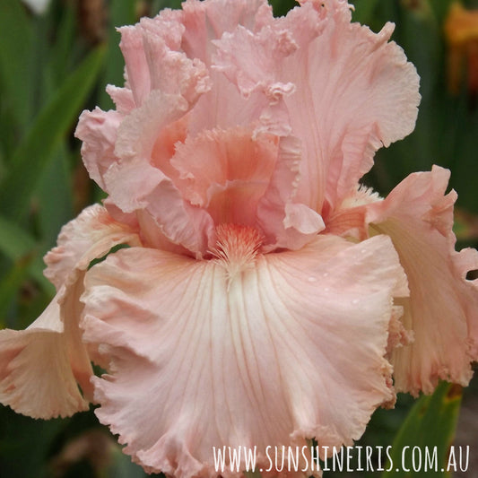 Lotus Land - Tall Bearded Iris