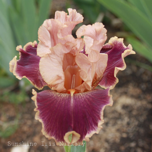 Latin Lark - Tall Bearded Iris