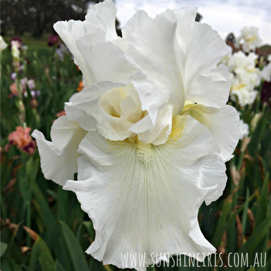 Ledas Lover - Tall Bearded Iris