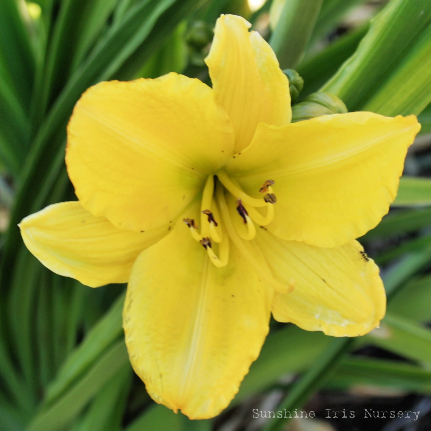 Little Greenie - Miniature Daylily