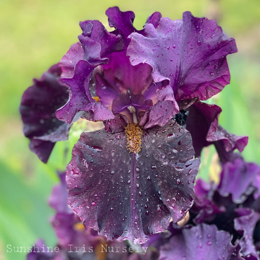 Magicians Apprentice - Tall Bearded Iris