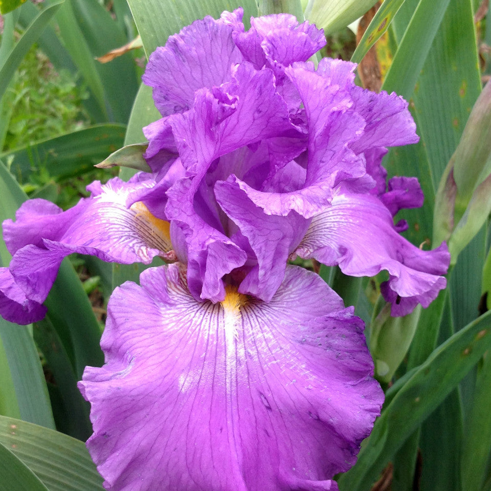 Makybe Diva - Tall Bearded Iris