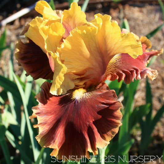 Man About Town - Tall Bearded Iris