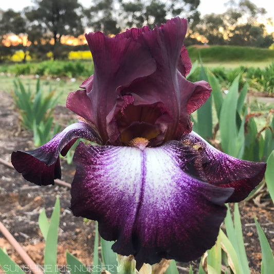 Mother’s Bessie - Tall Bearded Iris