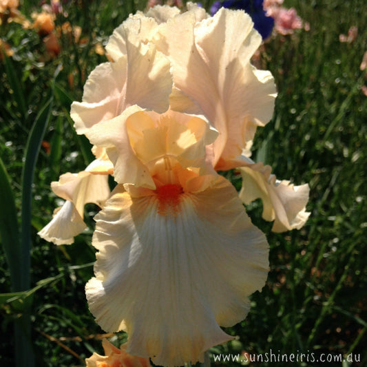 My Dilemma - Tall Bearded Iris