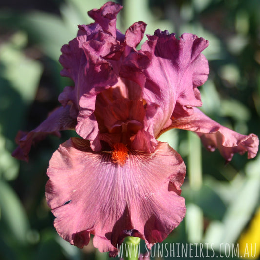 Myrtles Memory - Tall Bearded Iris