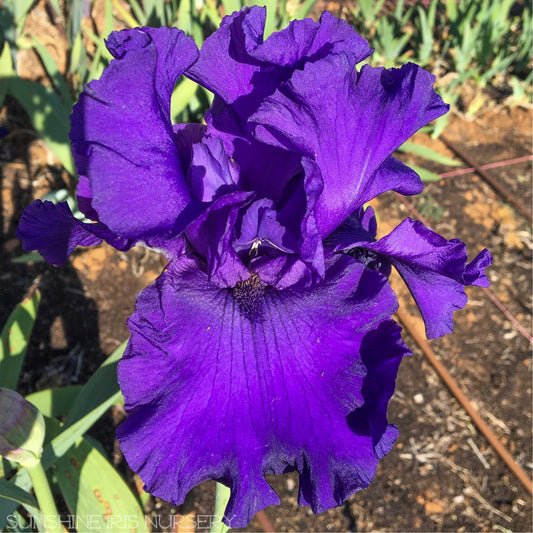 Navy Blues - Tall Bearded Iris