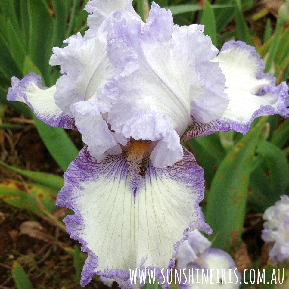 OLYMPIC OYDSSEY | Iris Flowers | Iris Bulbs – Sunshine Iris Nursery