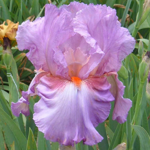 PERSIAN BERRY | Iris Flowers | Iris Bulbs – Sunshine Iris Nursery