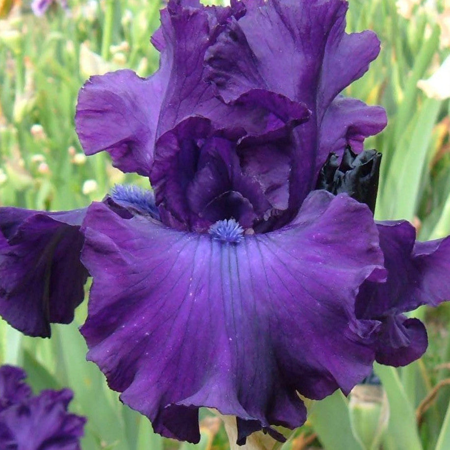 POLISHED MANNERS | Iris Flowers | Iris Bulbs – Sunshine Iris Nursery