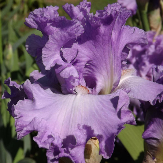 Raise The Curtain - Tall Bearded Iris