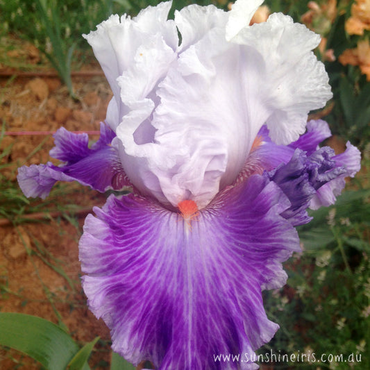 Racing Heart - Tall Bearded Iris