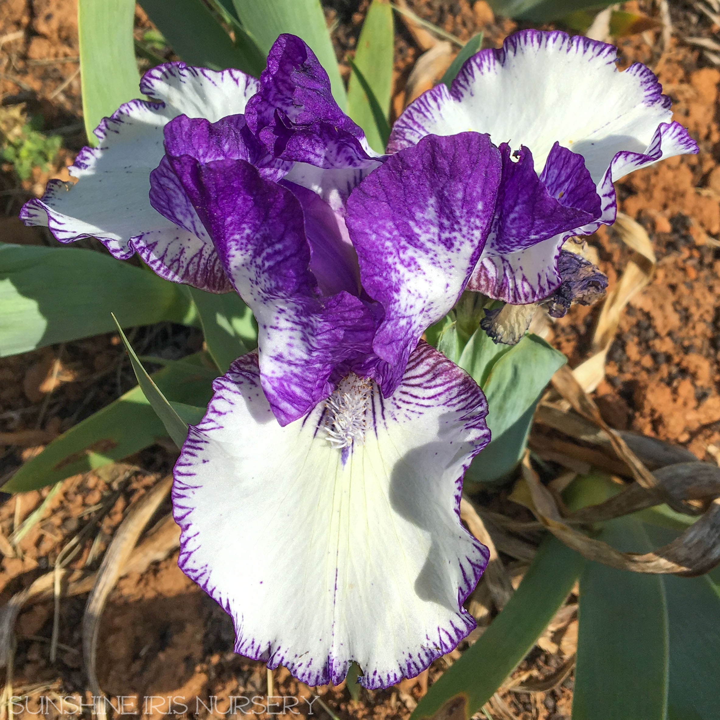 White and Purple 2024 Iris