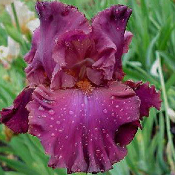 Reality - Tall Bearded Iris