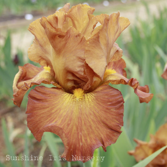 Rembrandt Magic - Tall Bearded Iris