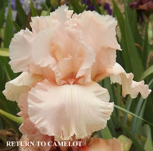 Return to Camelot - Tall Bearded Iris