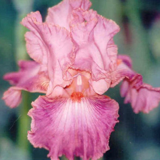 Role Model - Tall Bearded Iris