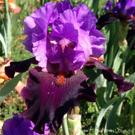 Romantic Evening - Tall Bearded Iris