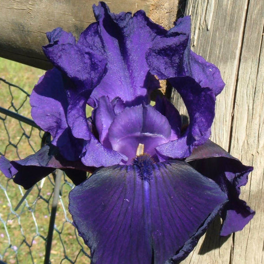 Royal Heritage - Tall Bearded Iris